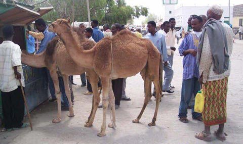 geel_marqaan-raadinaya.jpg