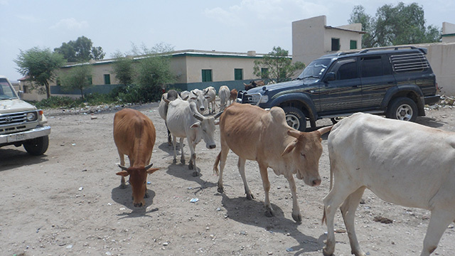 Boon-Cattle.jpg