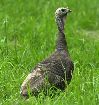 wild_turkey_hen.jpg