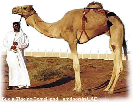 race_camel1.jpg