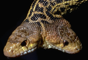 2headsnake.jpg