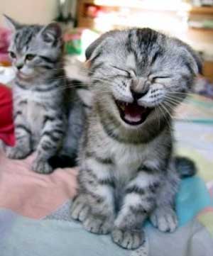 HumourLaughingKitten.jpg
