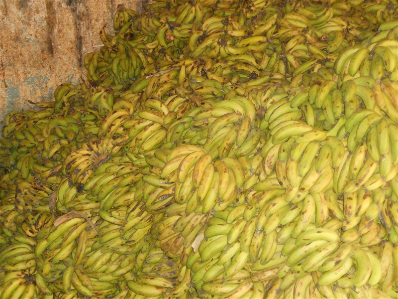 Maalinta-beeraha-Puntland-Bari-Boosaaso-