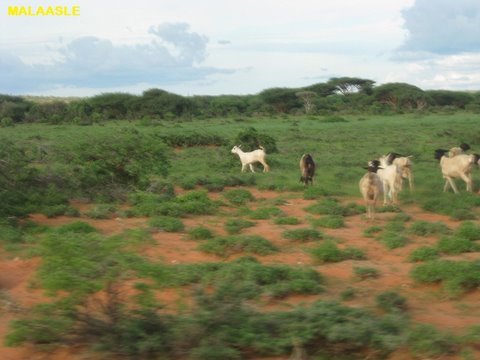 Safarka-Islaan-Basiir-iyo-Tigey-65.jpg