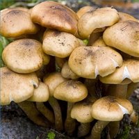 gourmet-mushrooms-200X200.jpg