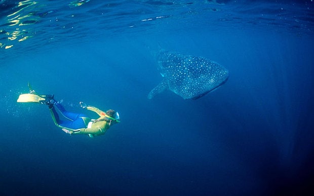 djibouti-whale_3291512b.jpg