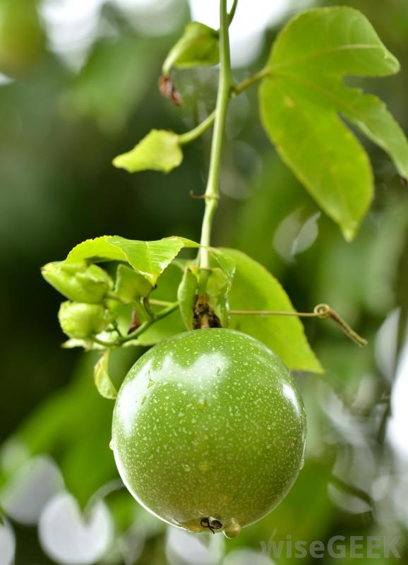 passion-fruit-growing-on-the-tree.jpg