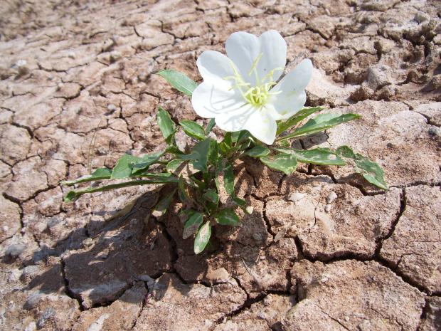 896673_desert-flower_620.jpg