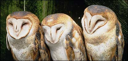 _42131134_owls_pa.jpg