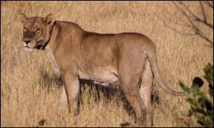 _1484972_lioness300.jpg