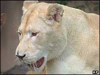 _39841661_whitelion203bap.jpg