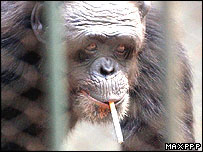 _40018218_chimp203_maxppp.jpg