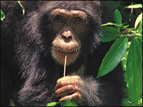 _40041829_chimp_bbc_203.jpg