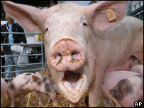 _42688263_smilingpig_apcredit203.jpg