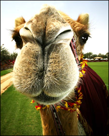 _44532045_camel_getty226b.jpg