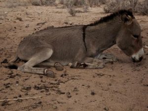 somaliland-2-300x225.jpg