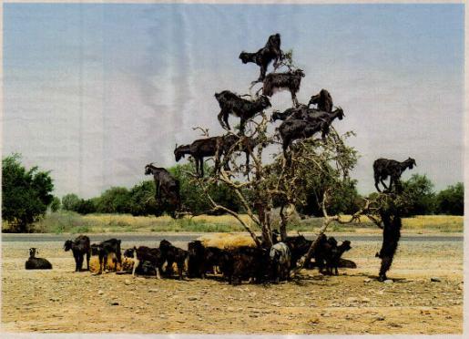 goat_tree.JPG