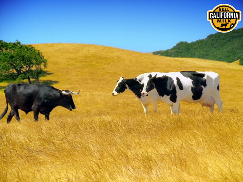 happycowpaper800_bob.jpg