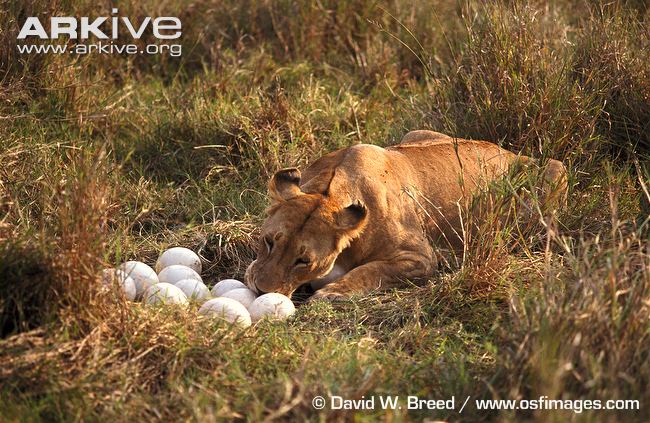 ostrich-nest-being-raided-by-lion.jpg