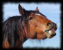 smile_horse.jpg