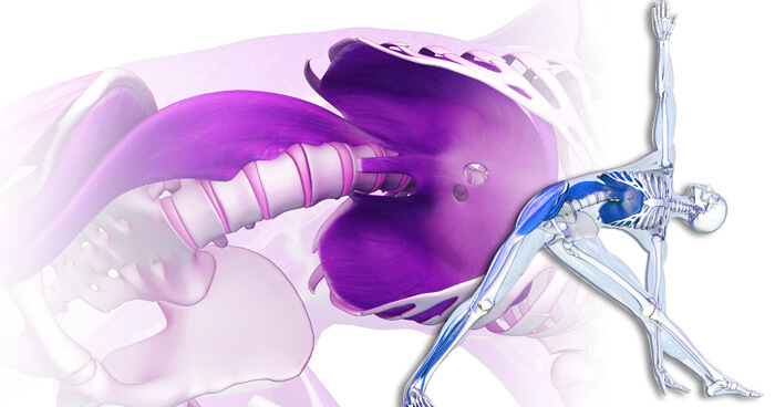 stress-body_psoas-stretch2.jpg
