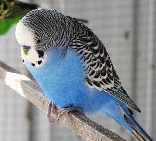 Blue_male_budgie.jpg