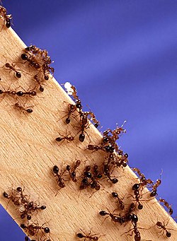 250px-Fire_ants02.jpg