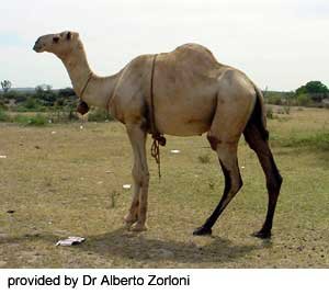somali-web-1.jpg