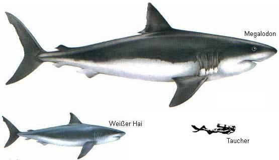 megalodon_weisserhai.jpg