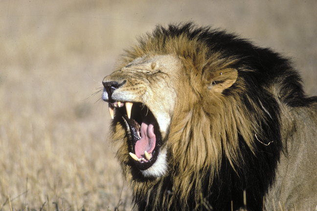 B071-Male-lion-yawn.jpg