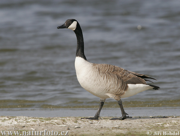 canada-goose-39905.jpg