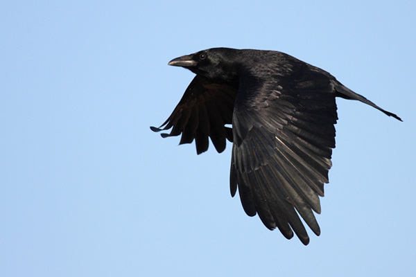 crow_0901098695_sm.jpg