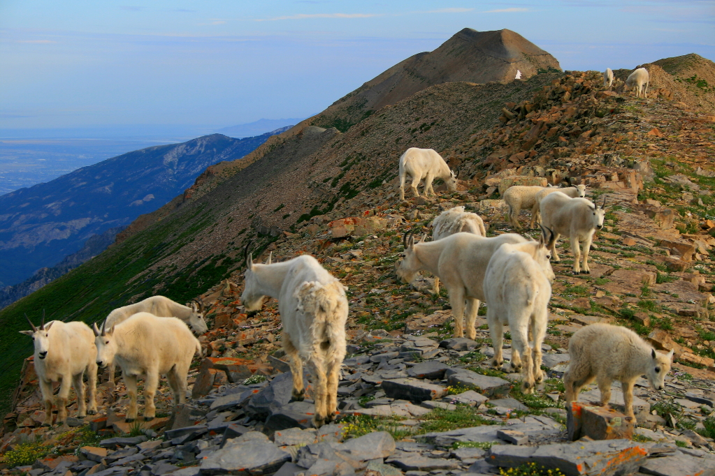 somali goat herders in utah