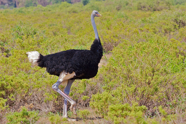 somali-ostrich