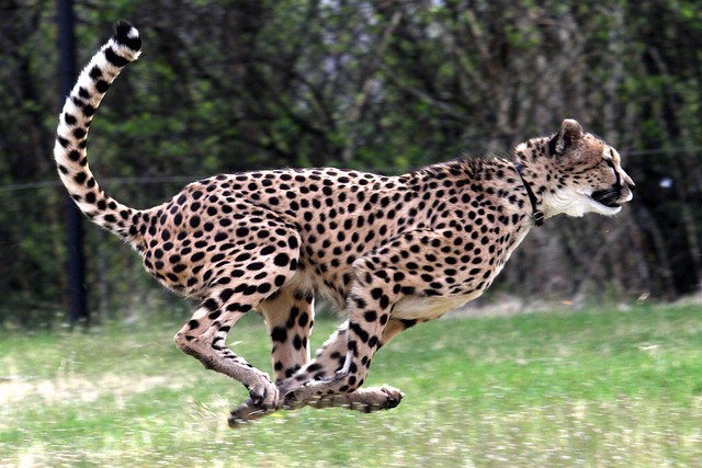 cheetah-export-somaliland