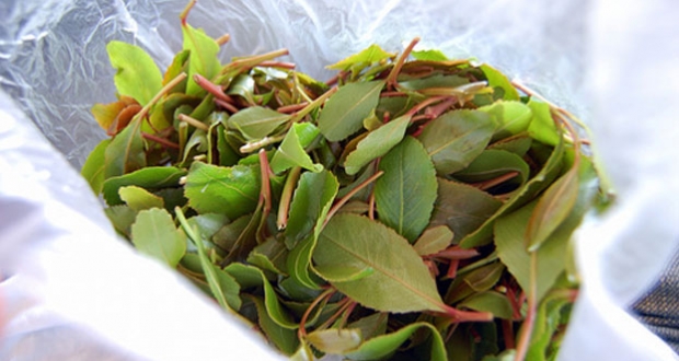 khat-somali-mogadishu