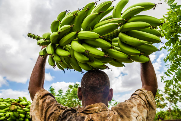 BANANAS02-articleLarge