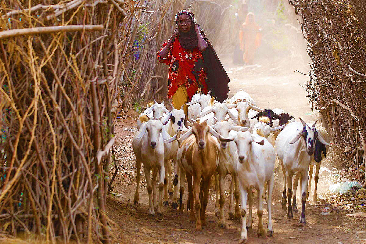 Отрасли восточной африки. Скотоводство Сомали. Животноводство Африки. Скотоводство в Африке. Сомали животноводство.