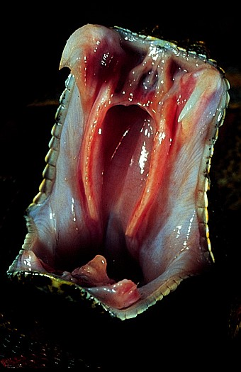 bite_rhinoceros_viper_18871-120.jpg