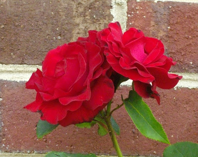 2+red+roses.jpg