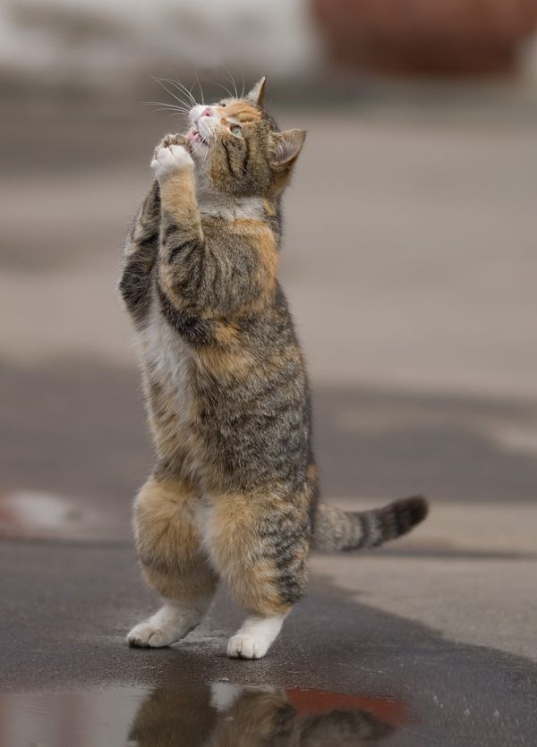 praying-cat.jpg