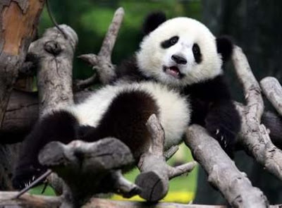 exhausted-panda.jpg
