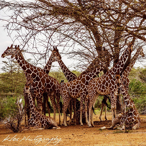 Cheaper by the dozen #Giraffe #Garissa