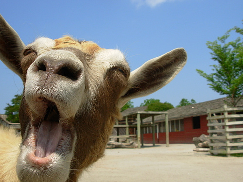 laughing-goat.jpg