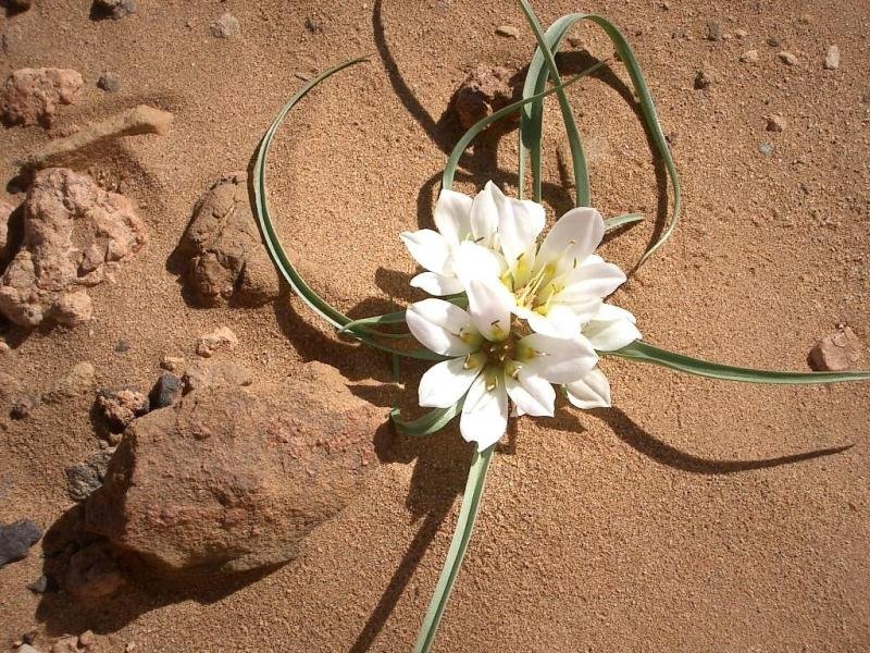 desert-flower1.jpg