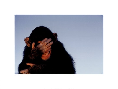 6445032~Embarrassed-Chimpanzee-Posters.j
