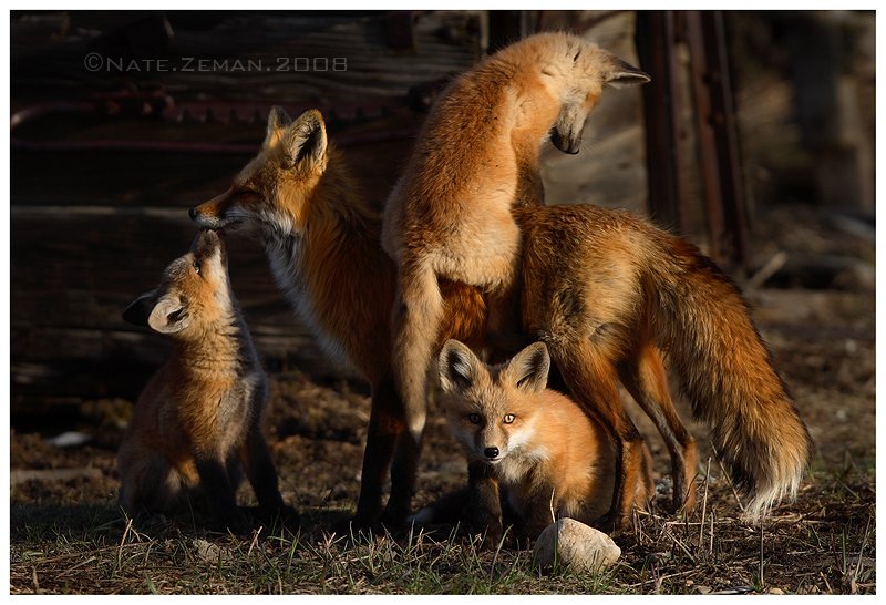 Foxes-fox-1326124-800-546.jpg