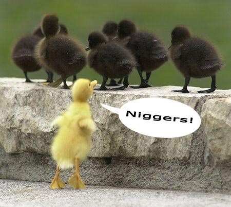 Nigger_Ducks.jpg