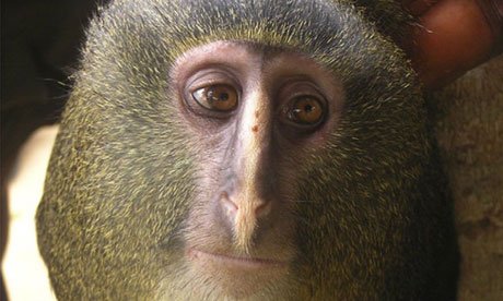 A-new-species-of-monkey-k-007.jpg