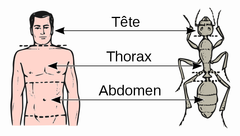 793px-Abdomen-head-thorax-fr.svg.png